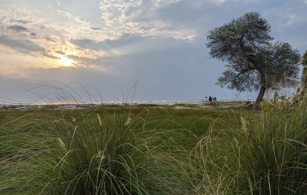 Grass in Beach Sand