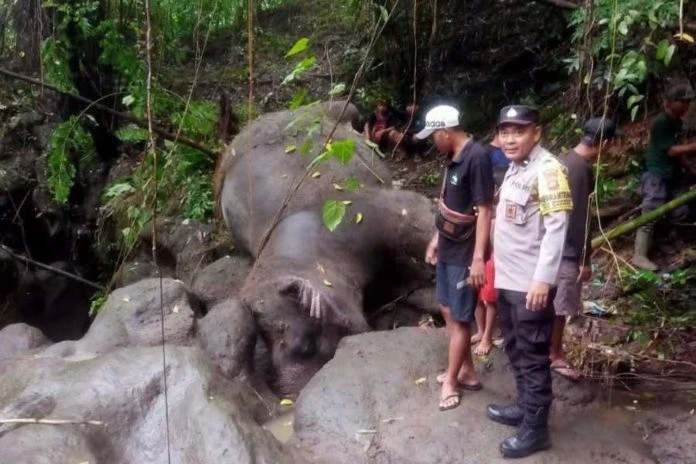 Tragic Loss: 45-Year-Old Elephant Swept Away by Floodwaters at Bali Zoo!