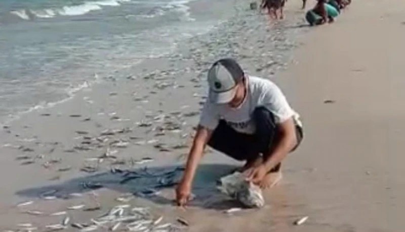 Shocking Scene in Jimbaran: Thousands of Dead Fish Wash Ashore