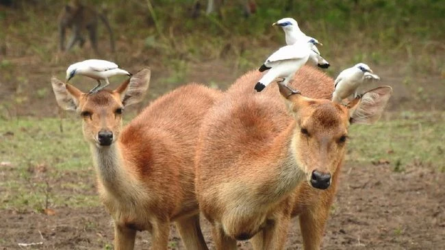 Extreme dry season. Deer and starlings are suffering from thirst in Bali Barat National Park