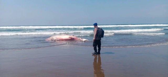 Two whale sharks found dead on the beach in Bali