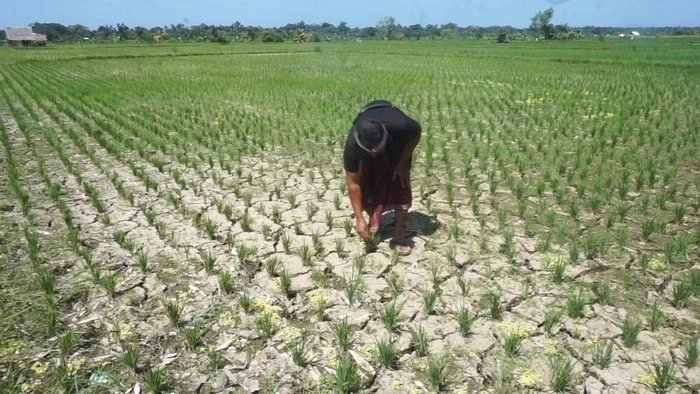 One hundred days without rain. State of emergency declared in Bali