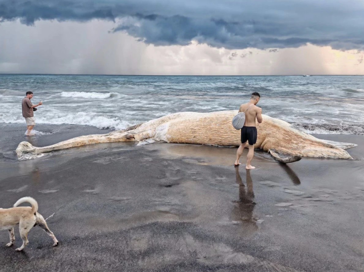 Dead Whale Found on Popular Canggu Beach