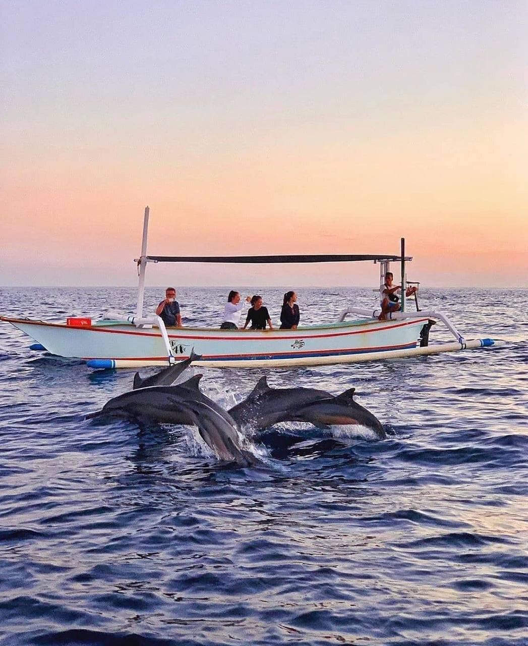An Unusual Gift for your Loved ones – A Date with Dolphins!