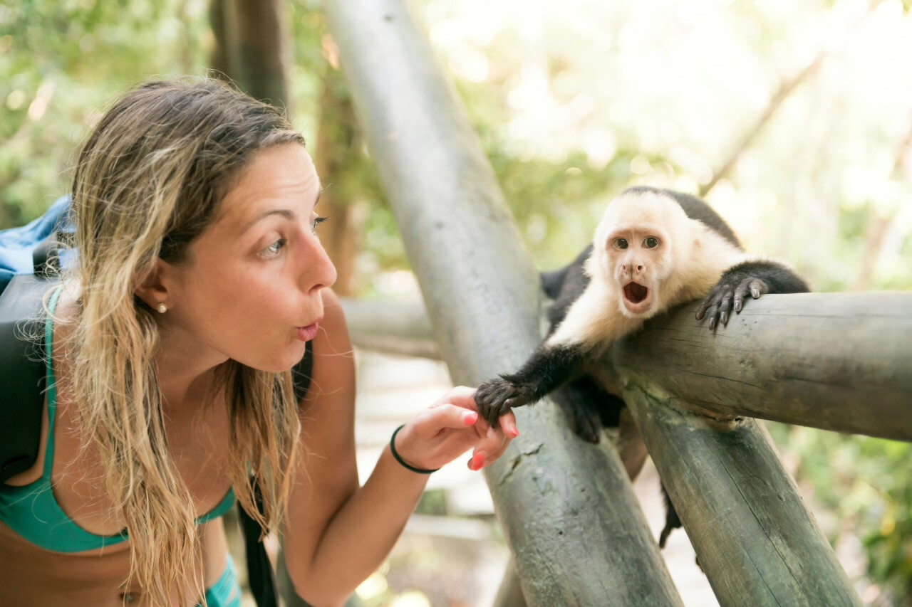 Monkey Rabies Alert in Bali: Stay Safe with These Tips
