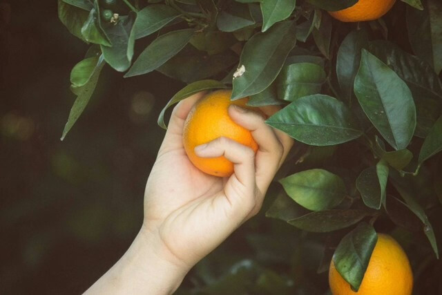 Fruit Picking in Paradise: Where to Harvest Fresh Fruit in Bali?