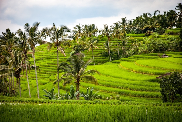 The Soma Ribek celebration is a Balinese rice day