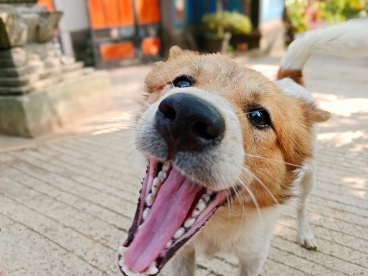 Thirteen People Bitten by Rabid Dogs in Bali: Health Alert Issued