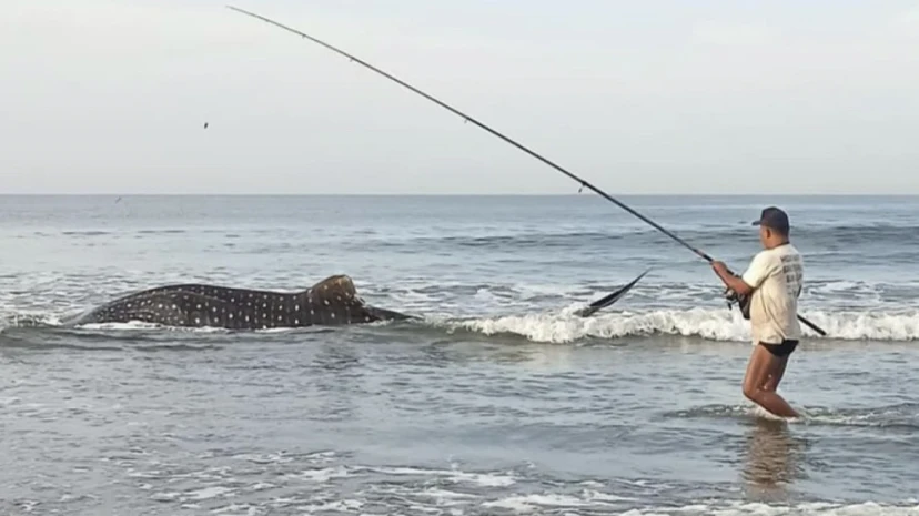 Mass deaths of whale sharks in Indonesia. Local experts have identified the reasons