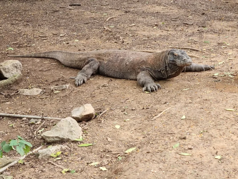 Komodo dragons have become more frequent in attacking the residents of a local village