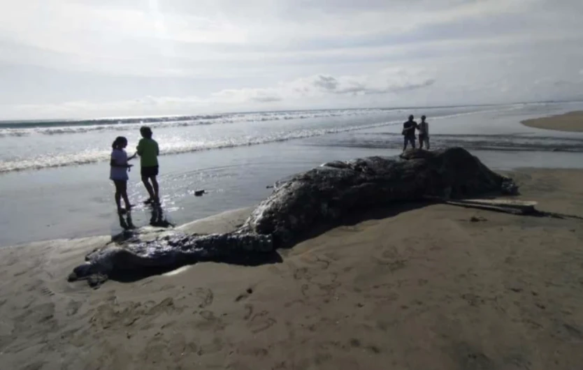 A dead whale washed ashore on the Legian Beach in Bali