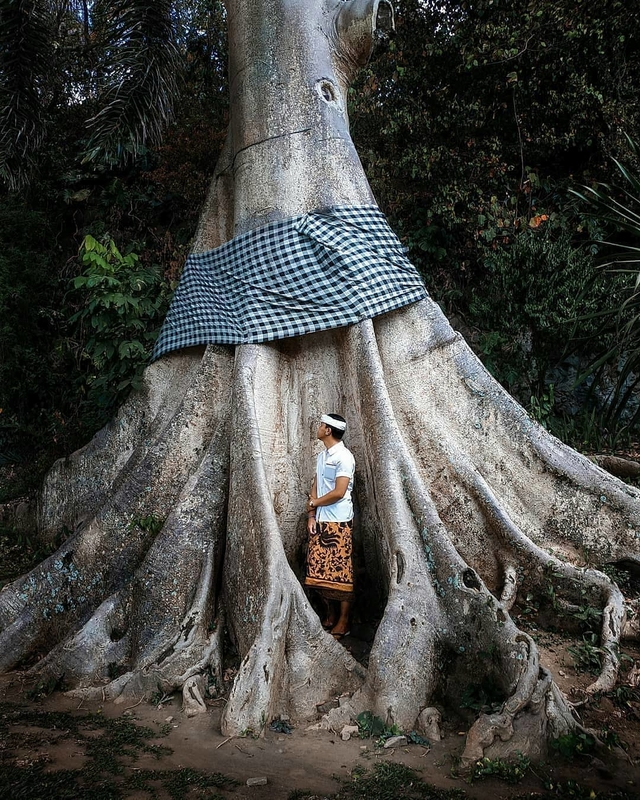 Why do Balinese people wrap trees with checkered fabric?