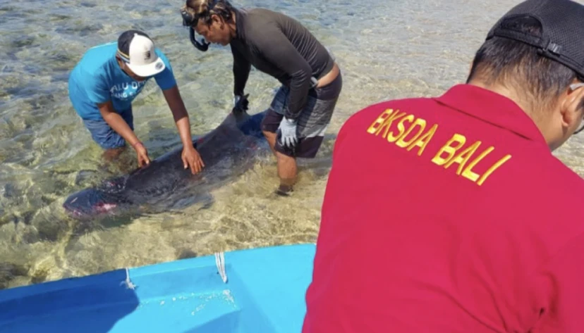 A dwarf whale has died from injuries on the beach in Sanur