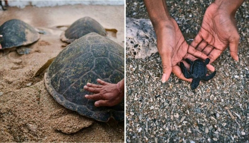 Over 4,000 Baby Turtles Released into Bali’s Ocean