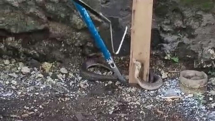 Giant Cobra Slithers Into Bukit House