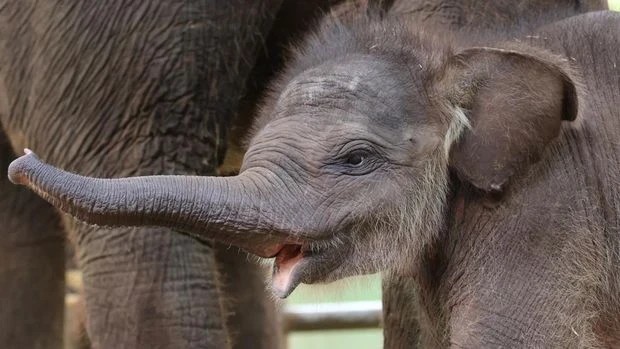 An 80-kilogram elephant calf named Kama was born in a Balinese zoo