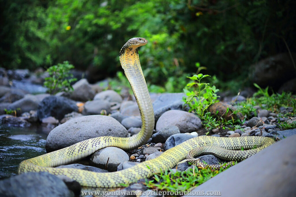 Snakes on the Rise: Bali Faces Cobra Challenge