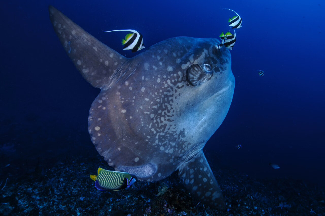Giant Sunfish Spotted Off Bali’s Coast