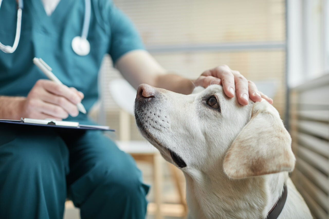 Stronger Rabies Prevention in Bali’s Tourist Hubs