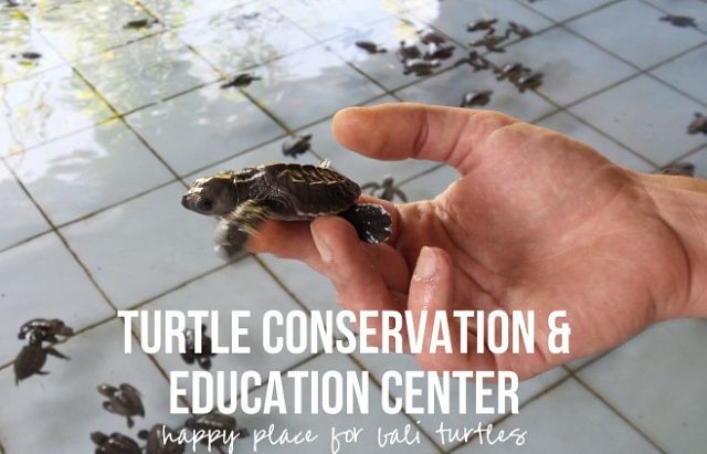 The Turtle Conservation and Education Center in Serangan