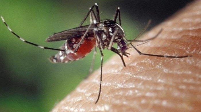 Denpasar Records 1,000+ Dengue Cases in 2025