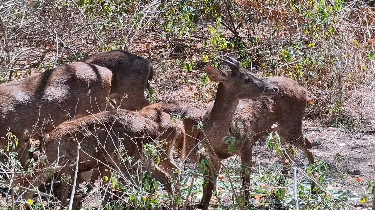 Bali Barat Park Greets Its Newest Residents