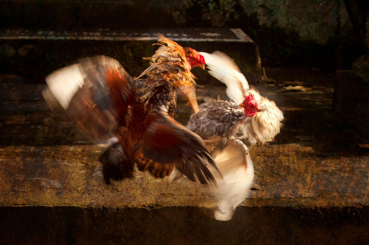 Fighting Rooster’s Blade Kills Man in Bali