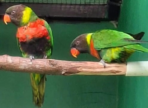 Balinese Parrots Return Home: 40 Lorikeets Back from the UK