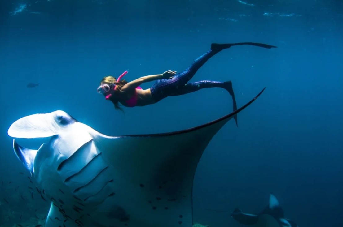 Snorkeling with manta rays