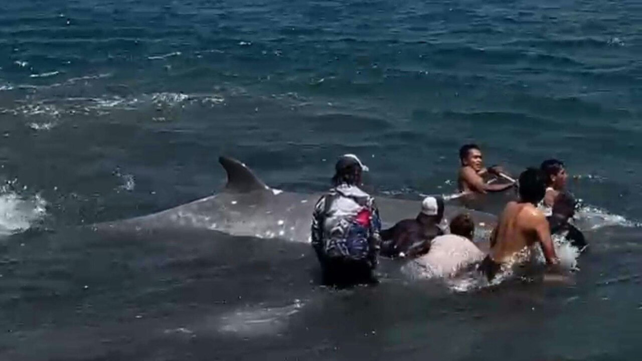Marine Mammals Keep Washing Up Dead on Bali’s Shores