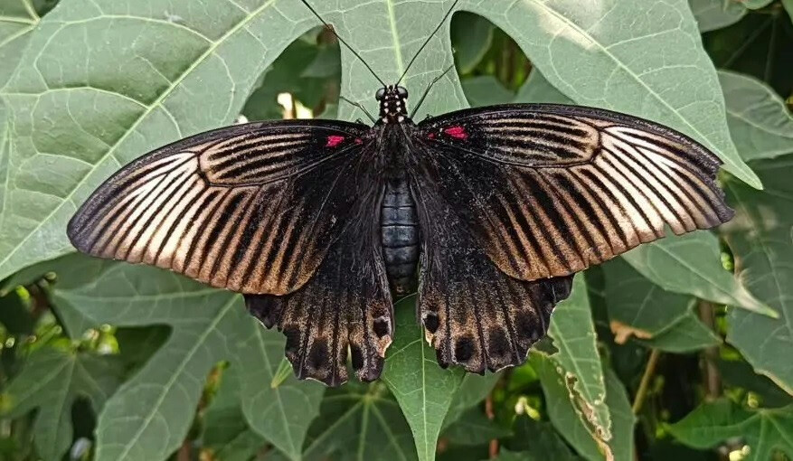 11,000 Butterflies Released to Protect Bali’s Ecosystem