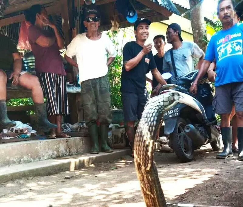 Tabanan Residents Urged Caution as Cobra Season Begins