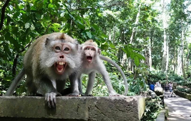 Monkey Attack in Ubud: Child Injured at Popular Forest