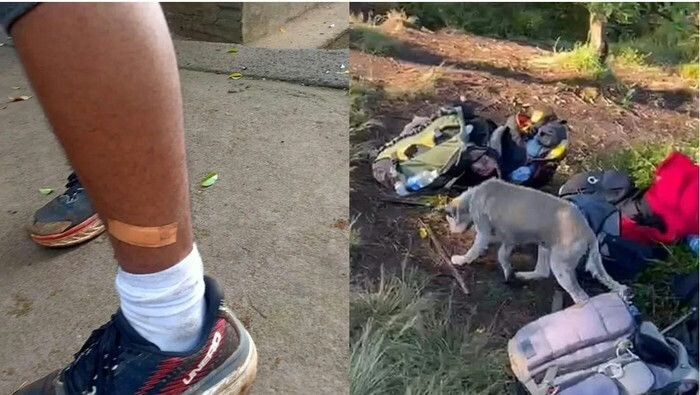 Rabid Dog Attack Reported on Mount Batukaru