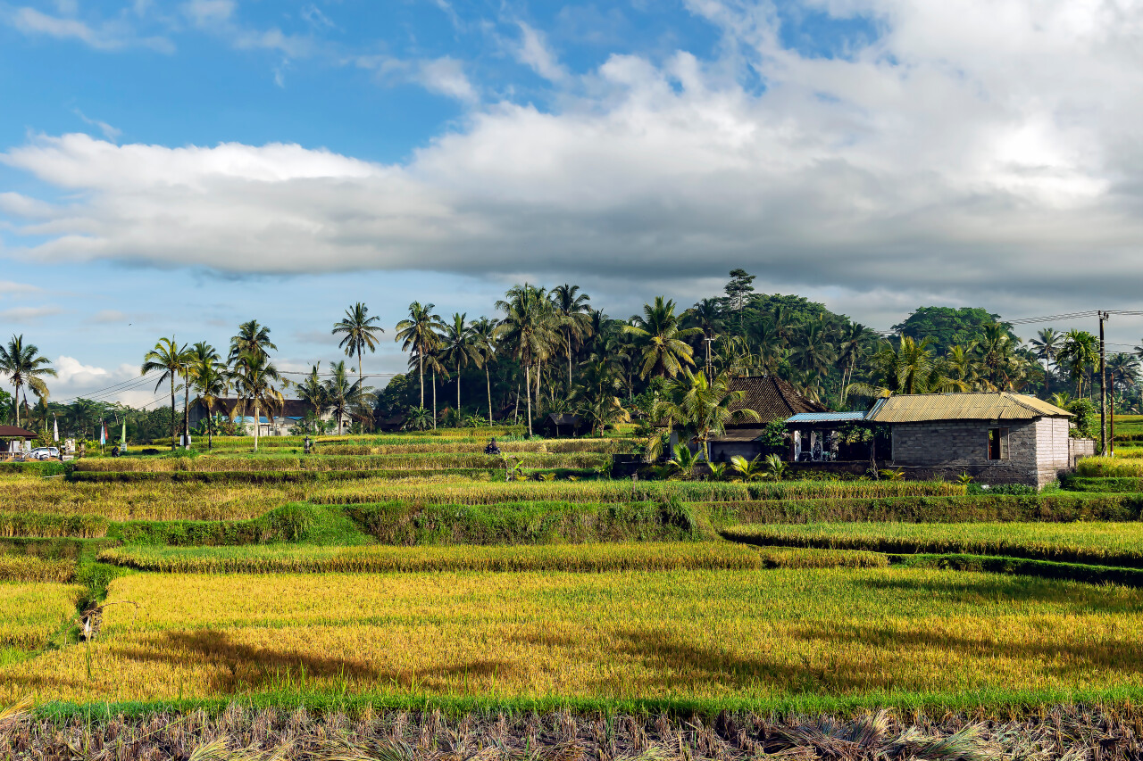 The Price of Trust: $2.5 Million Fraud - Briton Accuses Bali Resident