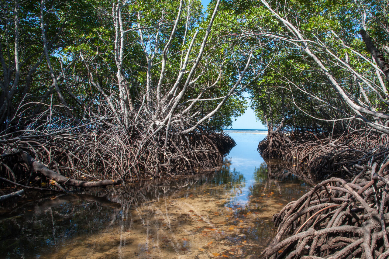 Bali Authorities Discover Illegal Foreign Business in Mangrove Reserve