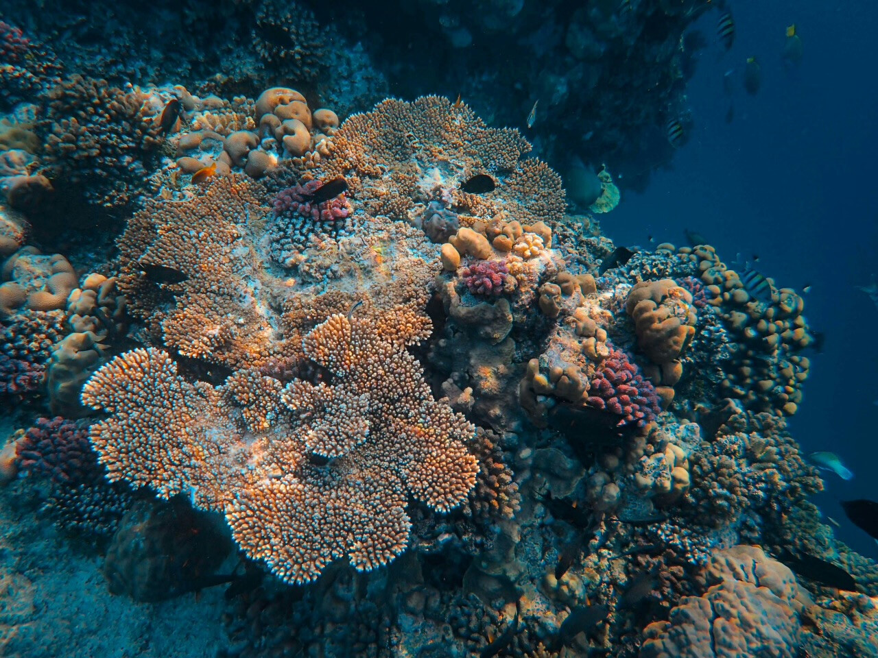 Reviving the North: Coral Reefs and Fishermen Thrive in Bali