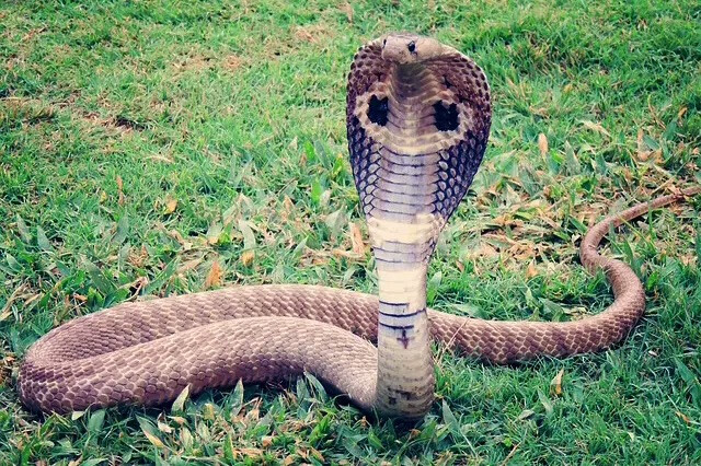 Cobra Breeding Season in West Bali — Walk Carefully