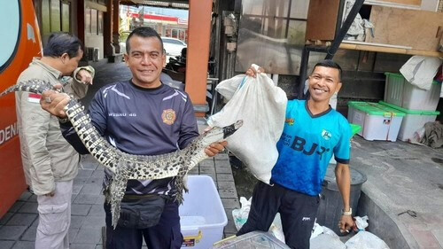 Crocodile Found in Central Denpasar, Safely Secured by Officials