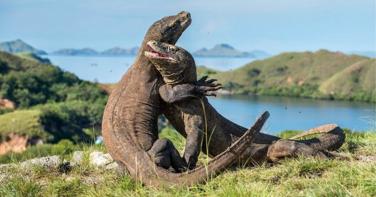 Tourist Scams in Komodo: Authorities Move Against Illegal Guides