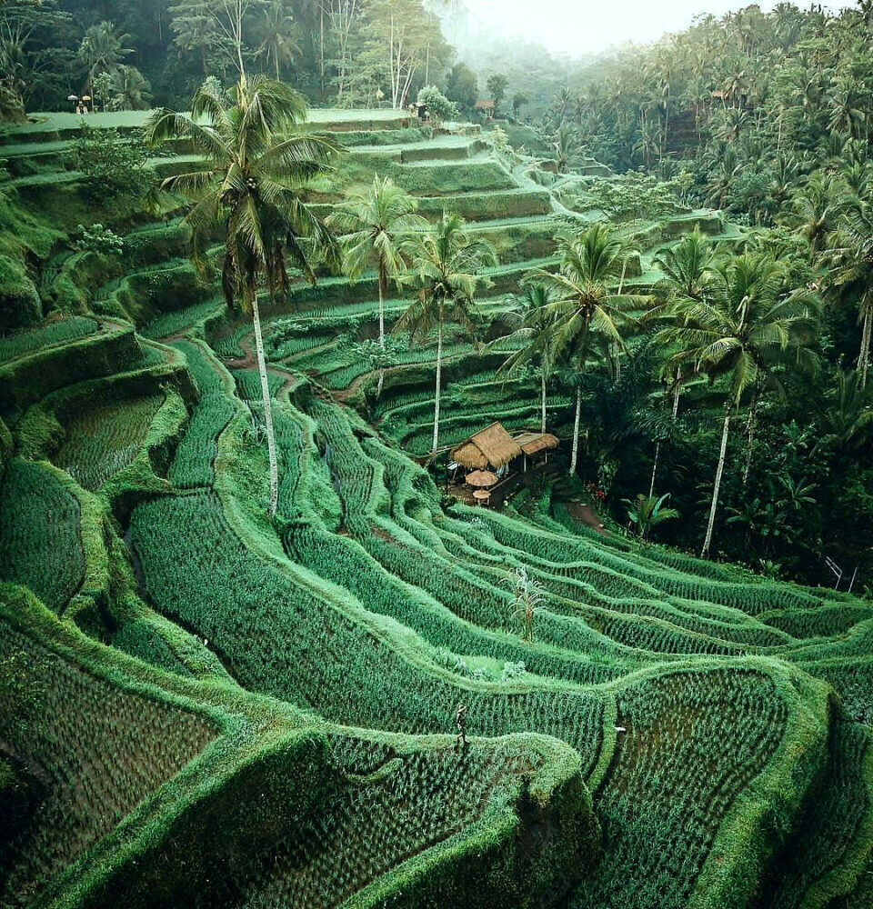 Bali Launches Project to Turn Dry Land Into Rice Fields