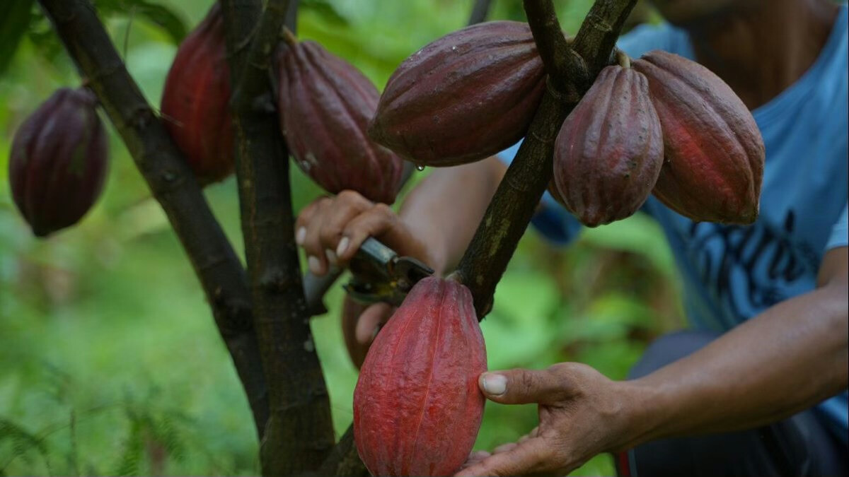 No More Chocolate: Bali’s Cocoa Farms Fade Out