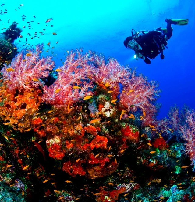 Diving in Bali