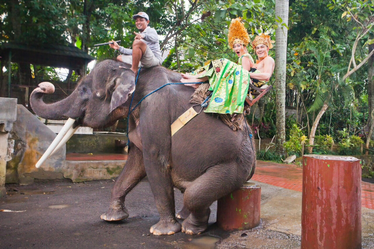 Animal Rights Groups Urge Tourists to Stop Riding Elephants