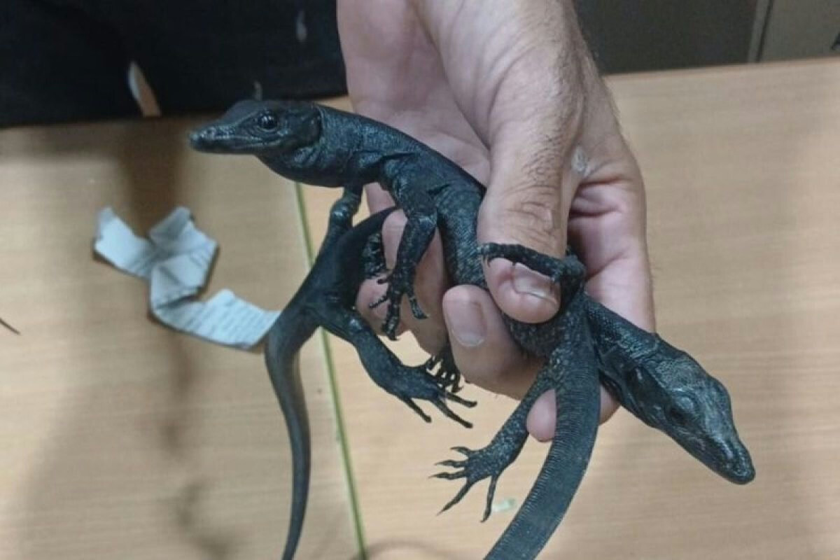 Poacher Caught at Jakarta Airport with 32 Reptiles in Suitcase