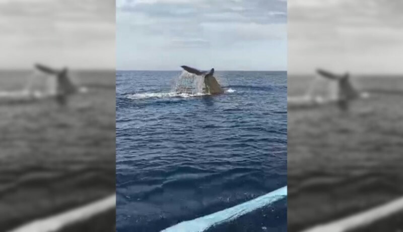 Rare Encounter: A Massive Whale Spotted Close to North Bali