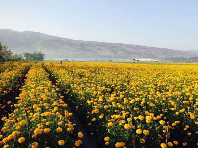 Desa Temukus Marigold Flower Plantations