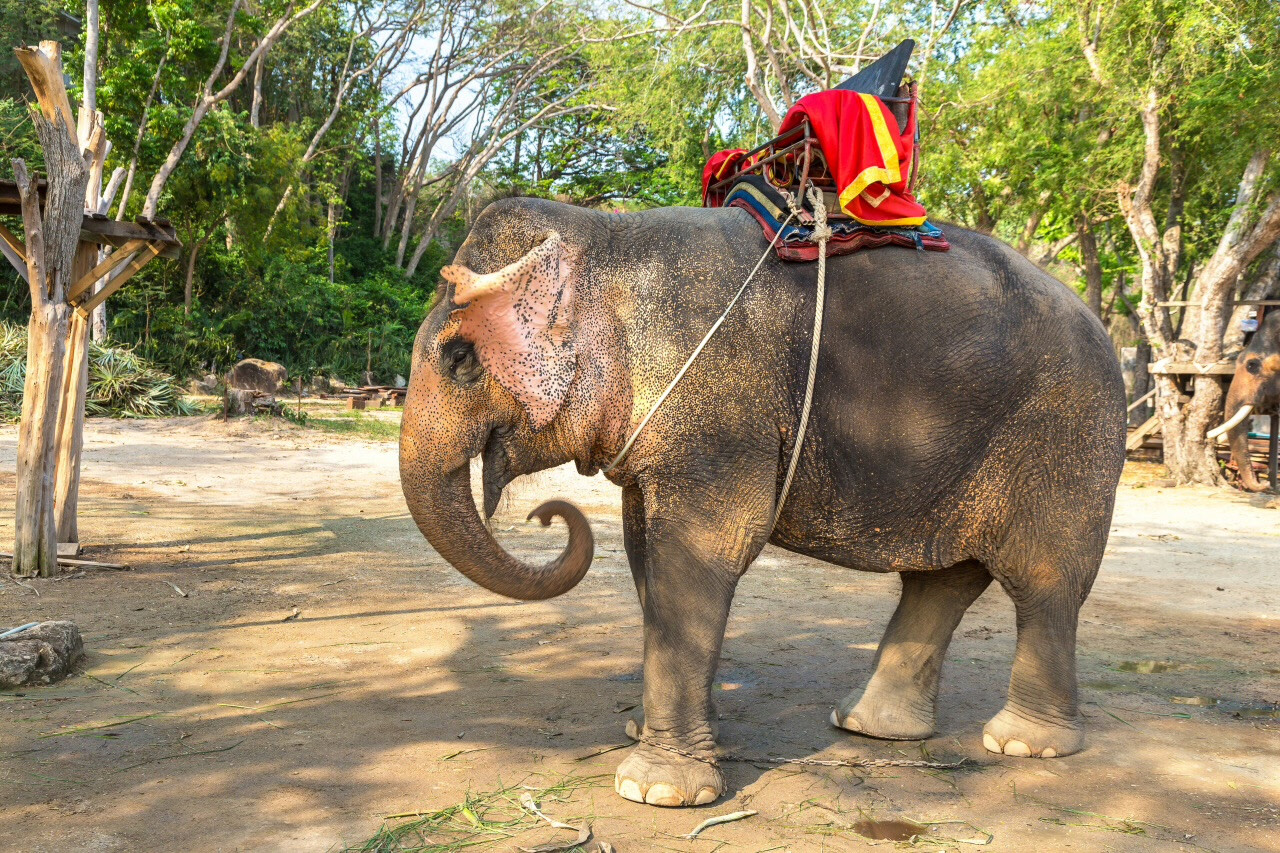 No More Elephant Rides at Bali Zoo From January 1