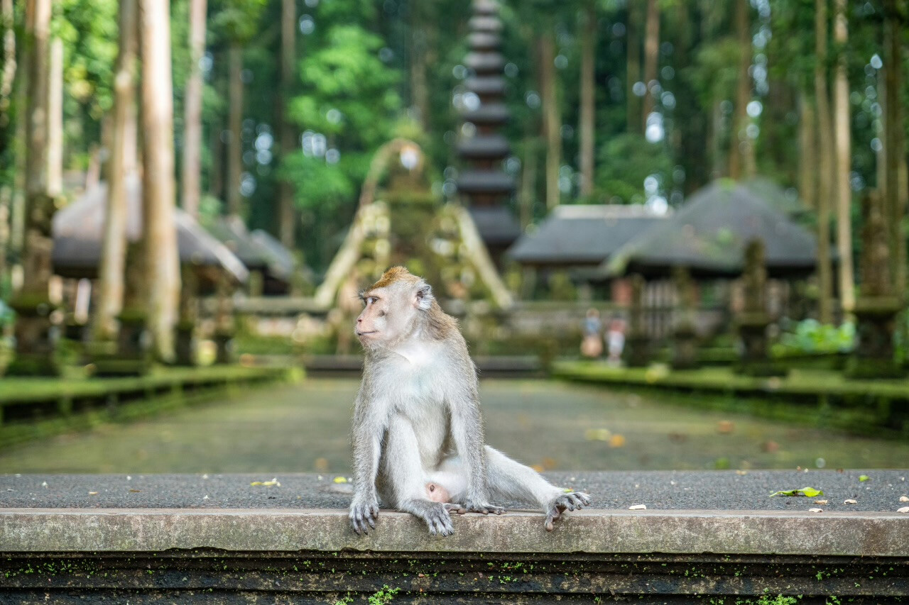 Sangeh Monkey Forest Opens a New Route Through Its Wild Side