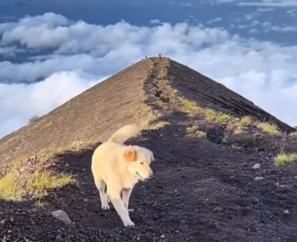 The Dog of Mount Agung Who Charms Tourists Worldwide